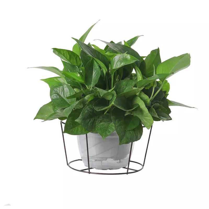 Balcony Railing Flower Pot Hanger Stand – Outdoor Plant Organizer My Store