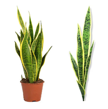 Artificial Snake Plant Leaves Bunch for Indoor Home Decor