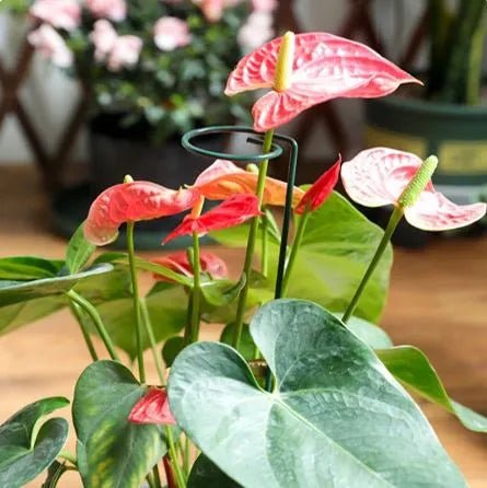 20 Inches Long Plant Support Stakes - Techmanistan in Pakistan