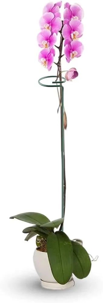 20 Inches Long Plant Support Stakes - Techmanistan in Pakistan