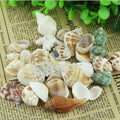 Mixed Natural Seashells Craft Wedding Garden Aquarium Decoration/Random Sending My Store