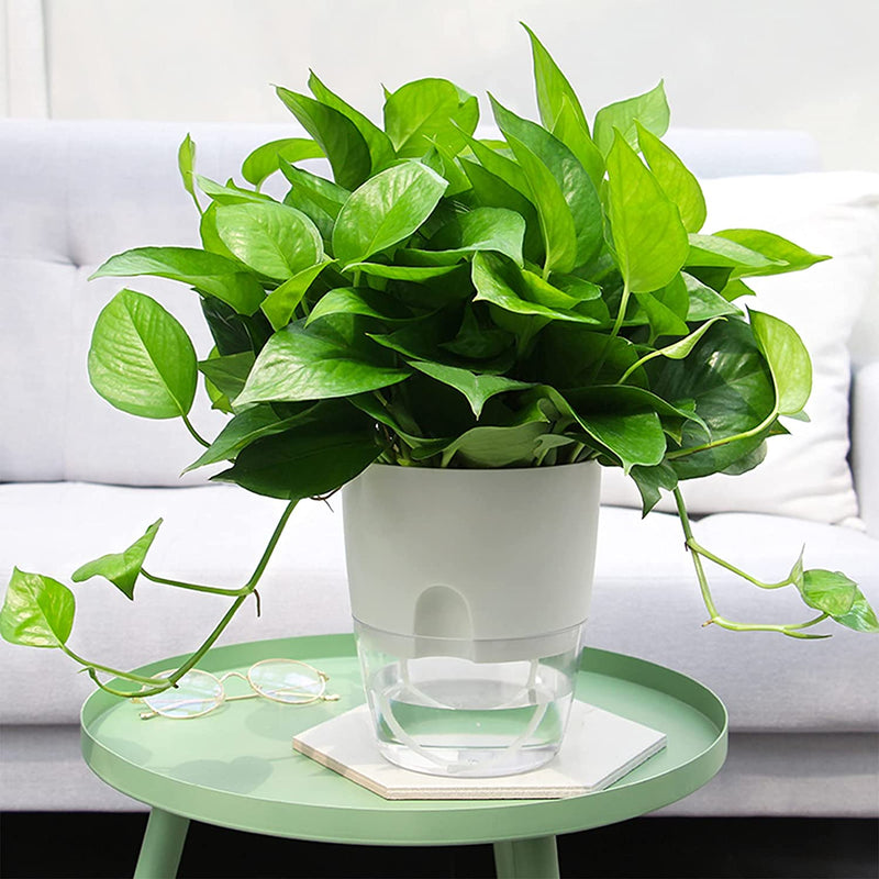 Indoor Plastic Self Watering Flower Pot With Cotton Rope & Container For Water My Store