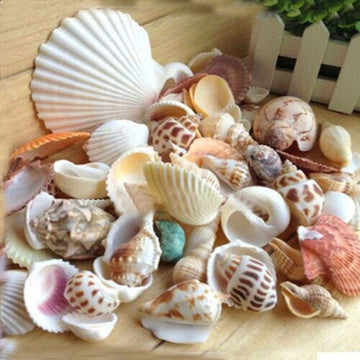 Mixed Natural Seashells Craft Wedding Garden Aquarium Decoration/Random Sending My Store