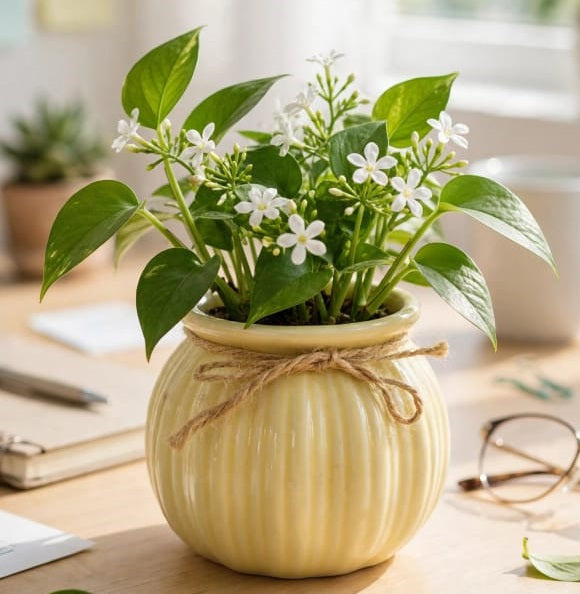 Ceramic Vase | Small Plant Pot