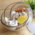 Mixed Natural Seashells Craft Wedding Garden Aquarium Decoration/Random Sending My Store