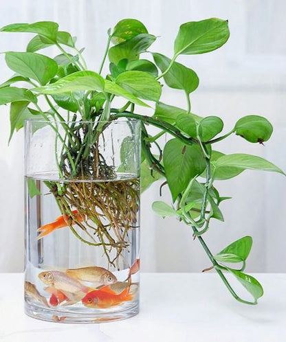 Acrylic Clear Cylinder Flower Vase - Techmanistan in Pakistan