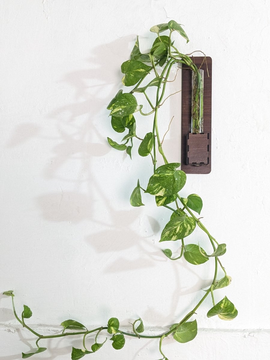 Set of 2 - Wall Mounted Glass Tube Wooden Planters - Techmanistan in Pakistan