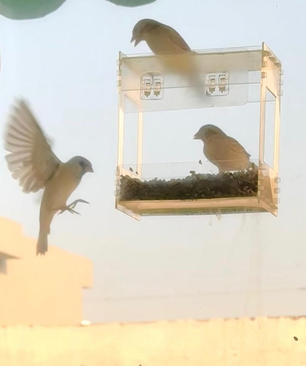 Transparent Acrylic Window Clear Bird Feeders with FREE Birds Feed - Techmanistan in Pakistan