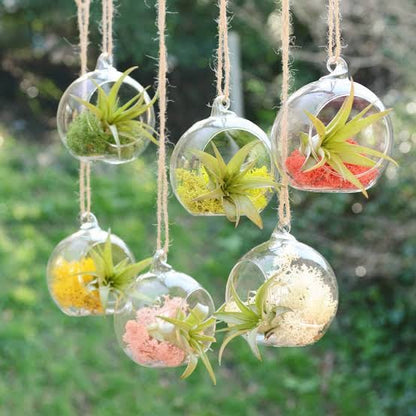 Transparent Globe Hanging Glass Vase - Techmanistan in Pakistan