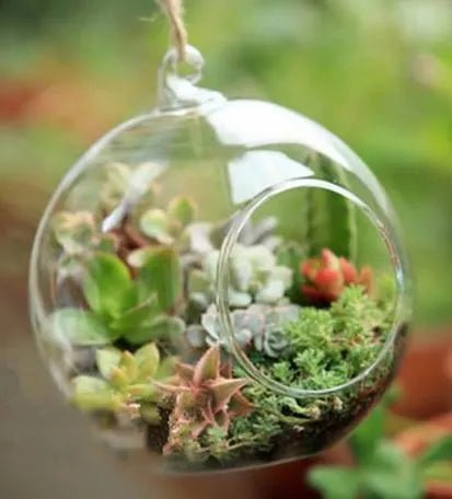 Transparent Globe Hanging Glass Vase - Techmanistan in Pakistan